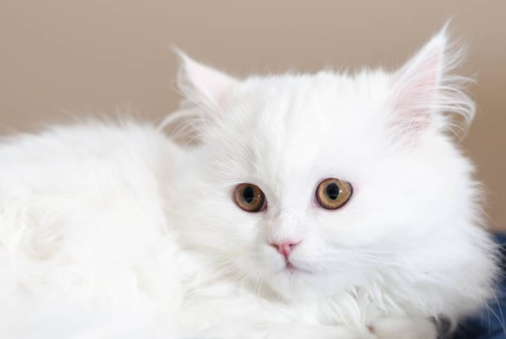 Photo Angora Turc