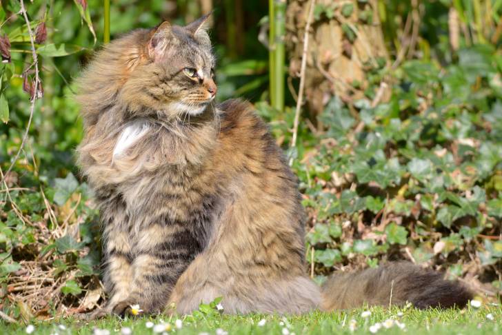 Photo Angora Turc