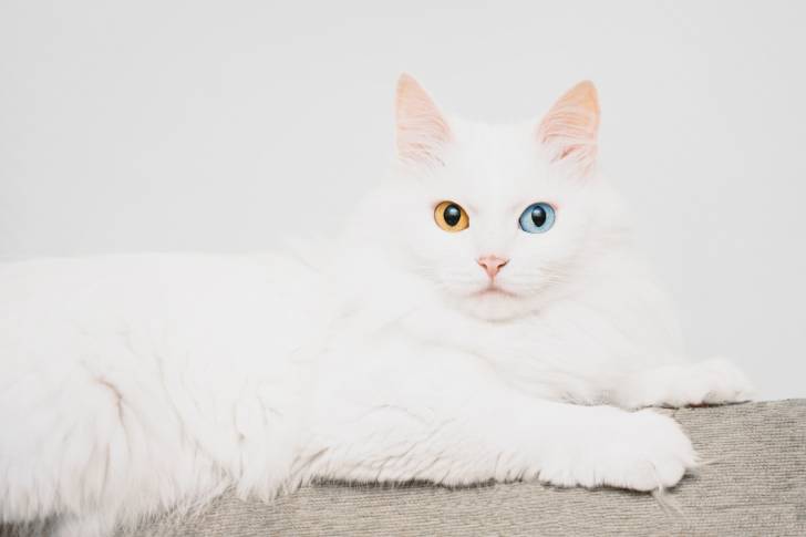 Photo Angora Turc
