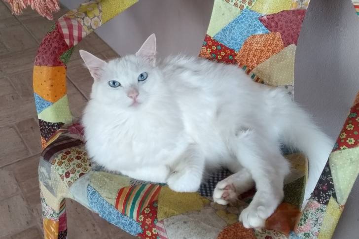 Photo Angora Turc