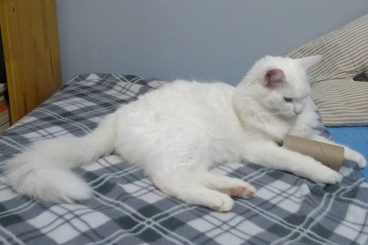 Photo Angora Turc