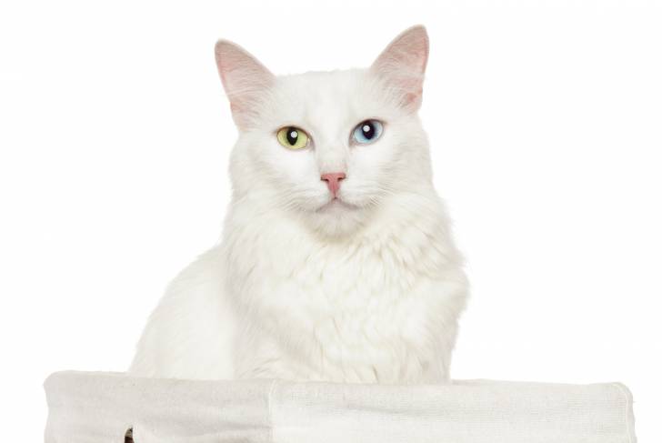 Photo Angora Turc
