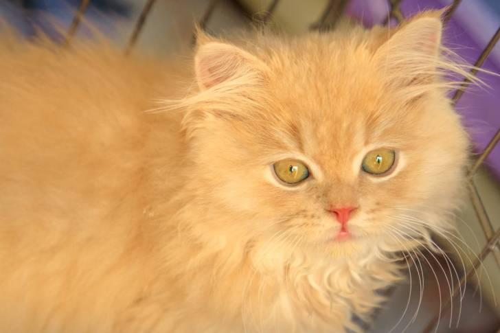 Photo Angora Turc