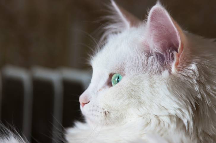 Photo Angora Turc