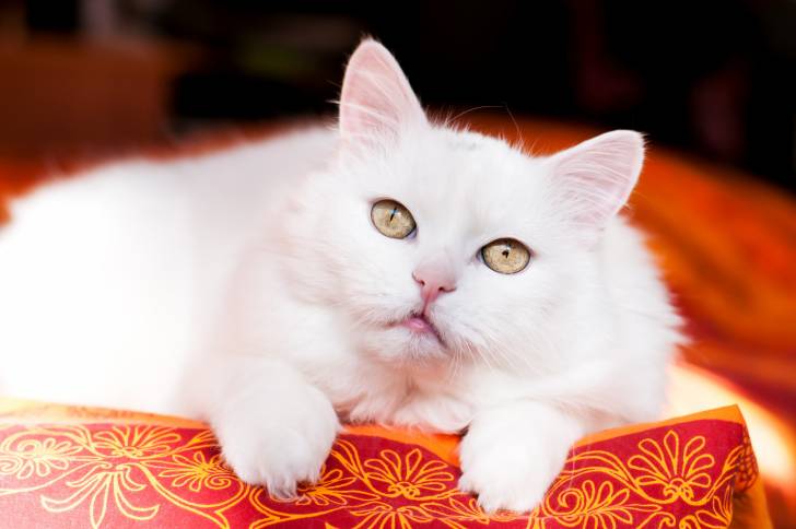 Photo Angora Turc