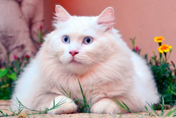 Photo Angora Turc