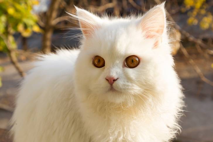 Photo Angora Turc