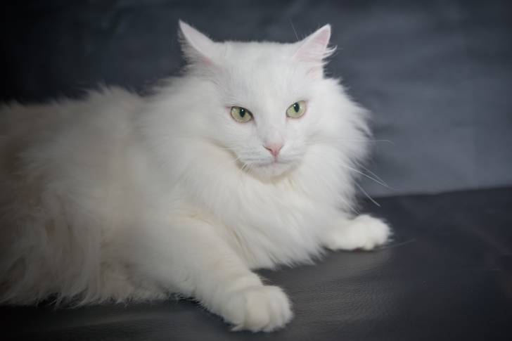 Photo Angora Turc