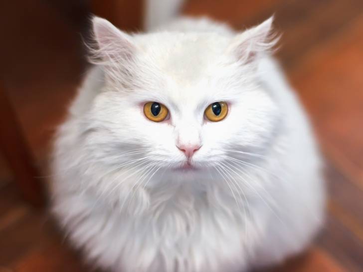 Angora Turc blanc aux yeux jaunes