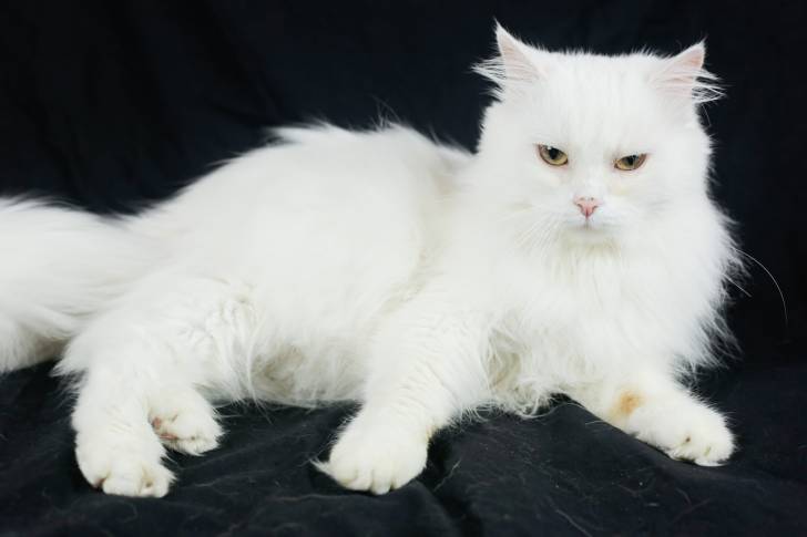 Photo Angora Turc