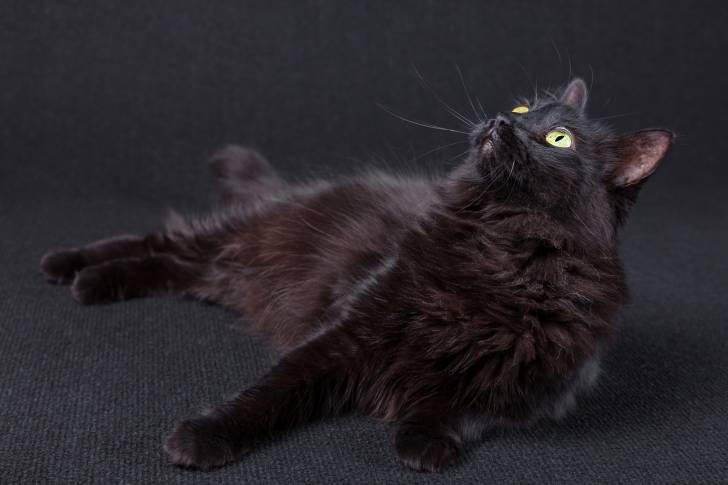 Photo Angora Turc