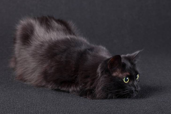 Photo Angora Turc