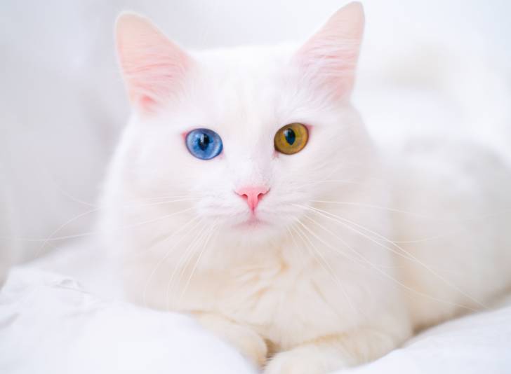 Un très bel Angora Turc blanc aux yeux vairons allongé sur un lit