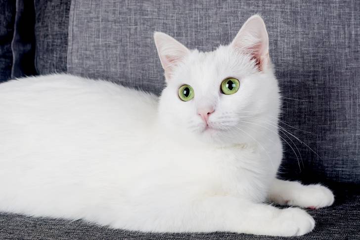 Un Angora Turc blanc aux yeux verts