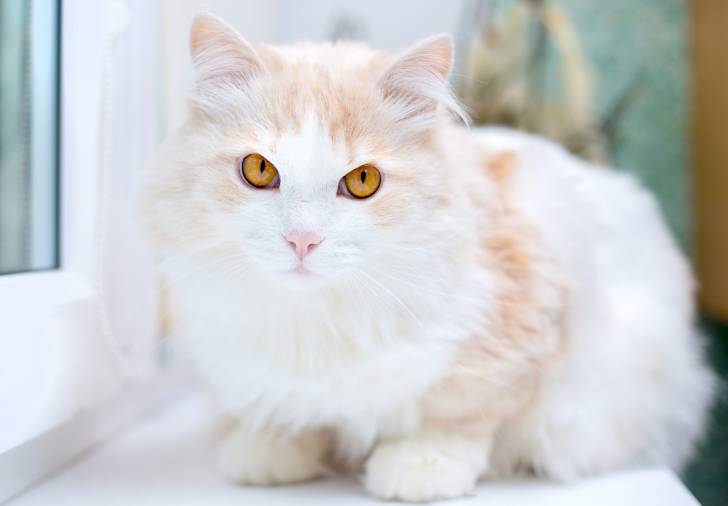 Un Turkish Angora blanc et roux aux yeux jaunes