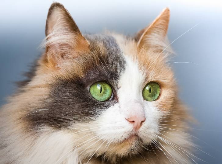 Photo Angora Turc