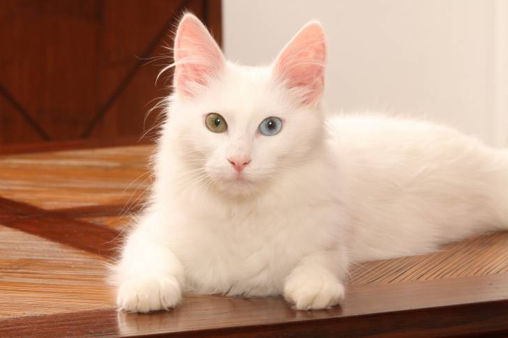 Photo Angora Turc