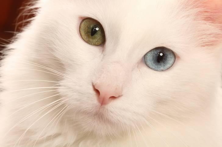 Photo Angora Turc