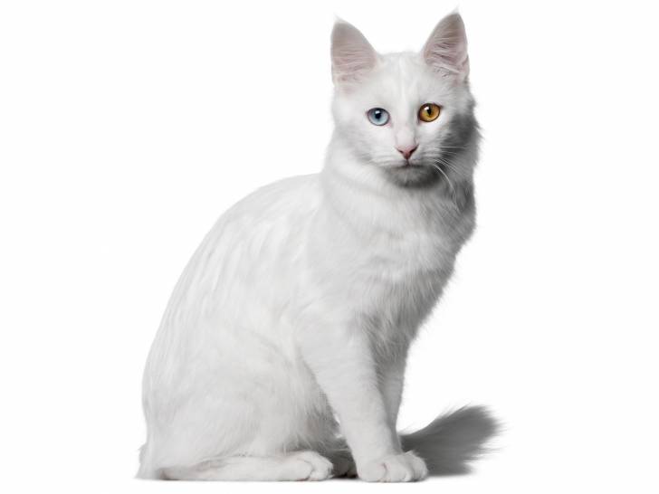 Photo Angora Turc