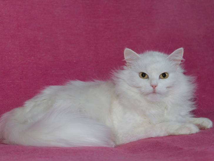 Photo Angora Turc