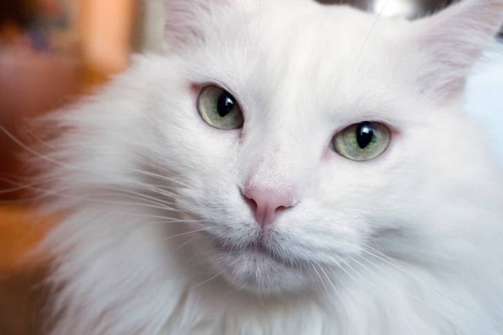 Photo Angora Turc