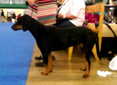 Photo Chien Courant de Montagne du Monténégro