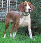 Photo Chien Courant de Posavatz