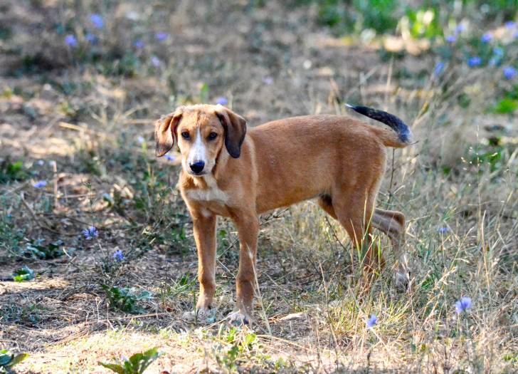Photo Chien Courant de Posavatz