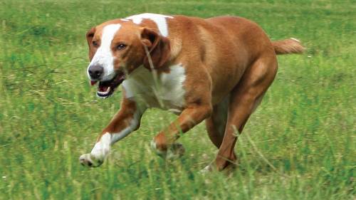 Photo Chien Courant de Posavatz