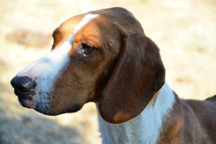 Photo Chien Courant de Posavatz