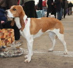 Photo Chien Courant Schwytzois