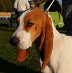 Photo Chien Courant Schwytzois