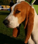 Photo Chien Courant Schwytzois