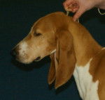 Photo Chien Courant Schwytzois