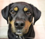 Photo Chien Courant de Transylvanie