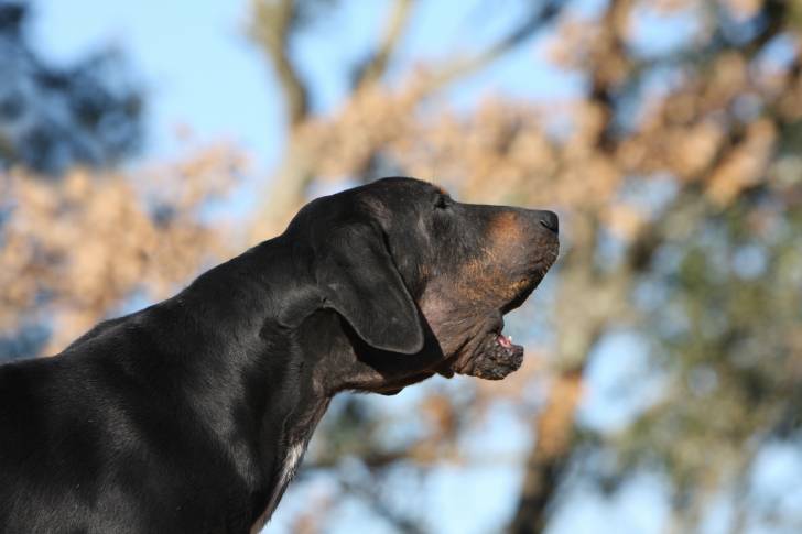 Photo Chien Courant de Transylvanie