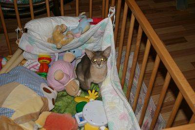 AZURO l&#39;adorable squatter de lit - Abyssin