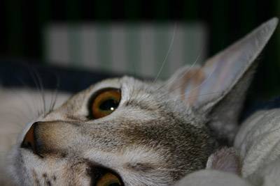 Photo Abyssin
