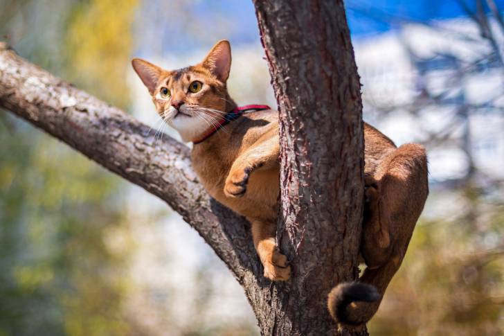 Un Abyssin en train de grimper à un arbre