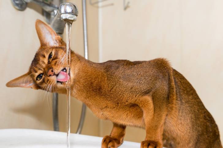 Un Abyssin boit l'eau qui coule d'un robinet