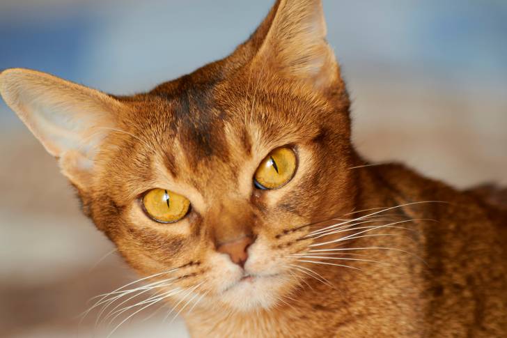 La tête d'un Abyssin aux yeux orange