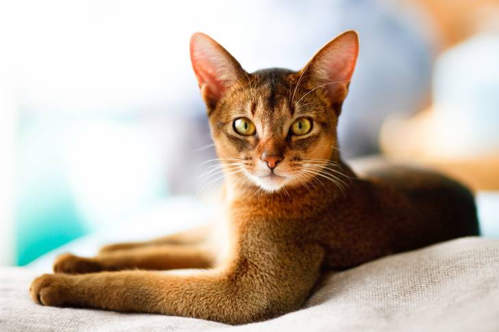 Un chat Abyssin allongé sur un drap blanc