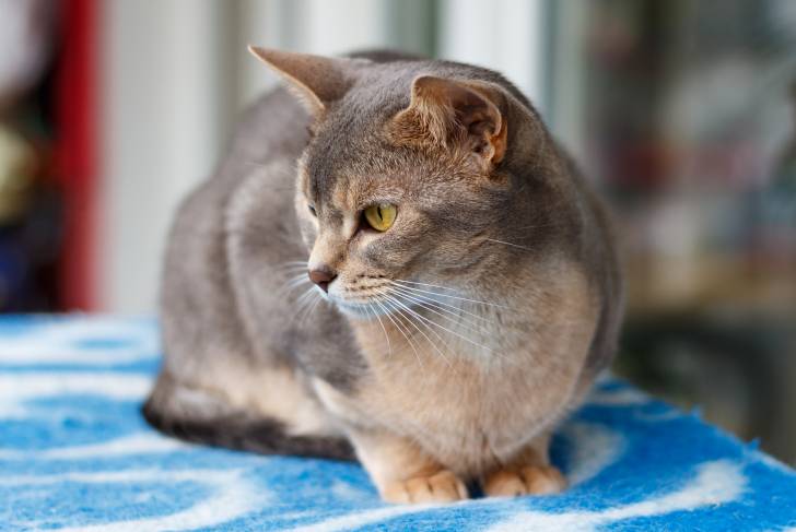 Un chat Abyssin assis sur une table