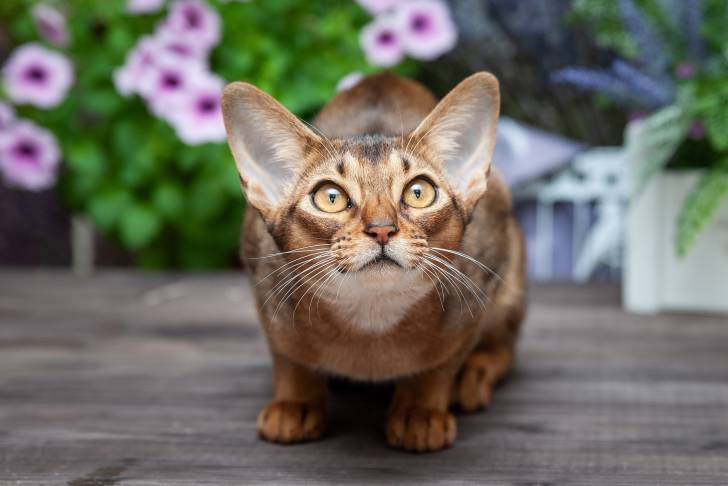 Un Abyssin allongé dans un jardin
