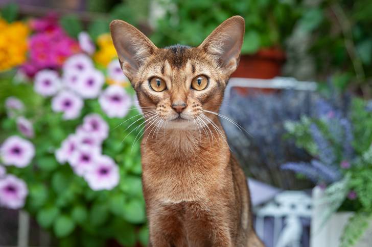 Un Abyssin assis dans un jardin fleuri