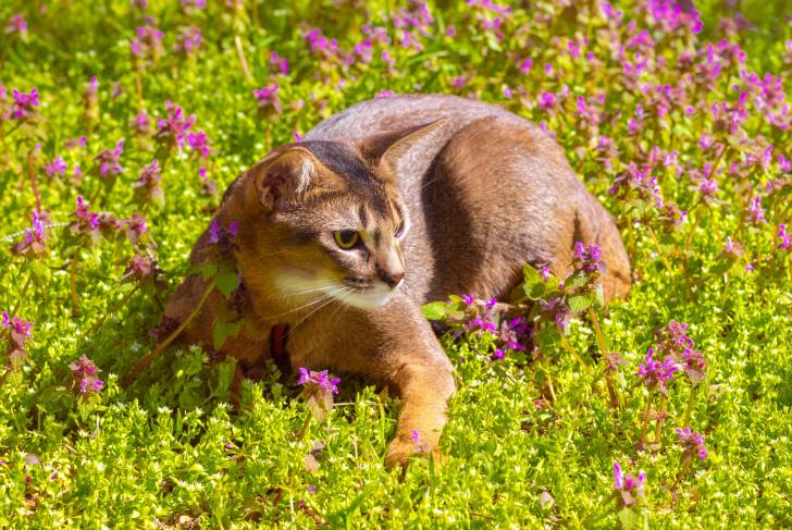 Un Abyssin dans un champ de fleurs violettes