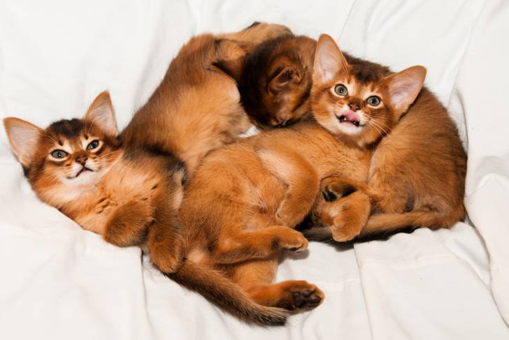Une portée d'Abyssins