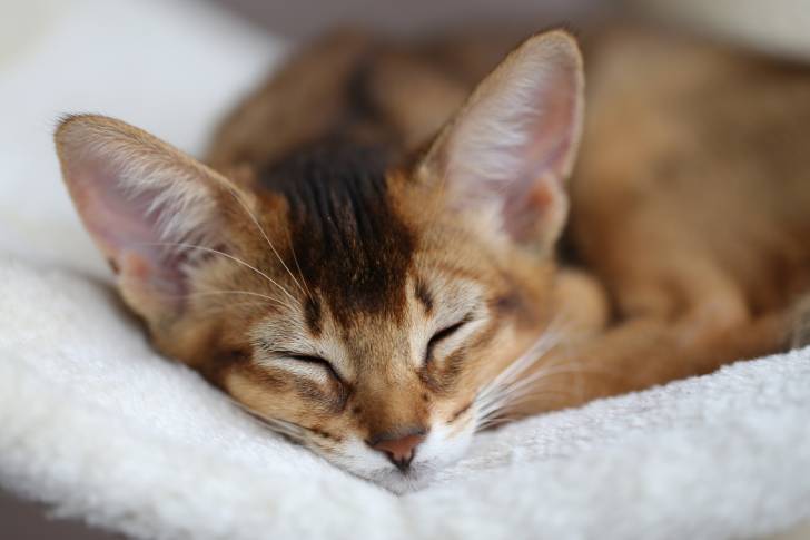 Un Abyssin allongé sur un coussin 