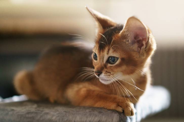 Un Abyssin allongé sur un arbre à chat