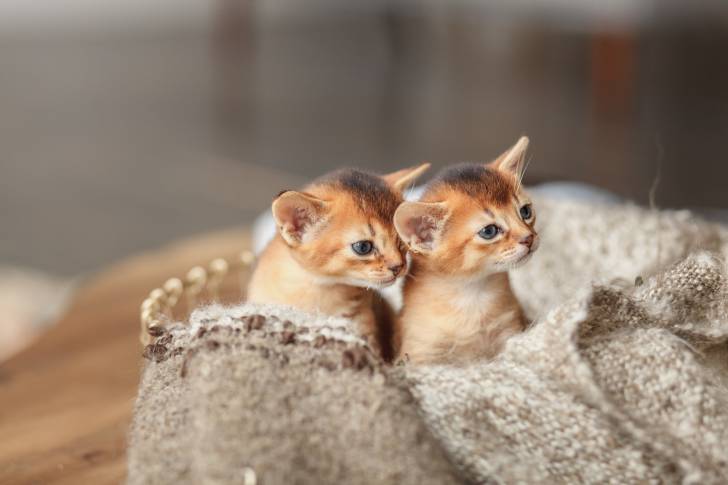 Des chatons Abyssins assis dans un panier
